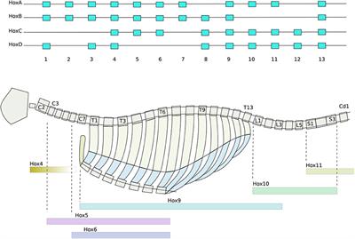 New Biological Morphogenetic Methods for Evolutionary Design of Robot Bodies